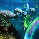 Manatees swim by during a show from the younger mermaids. Photo Courtesy of Rita King